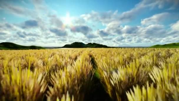Pšeničné pole proti krásné timelapse ráno, kamera fly — Stock video
