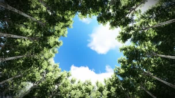 Kijken op een cirkel van redwood bomen, timelapse, wolken — Stockvideo
