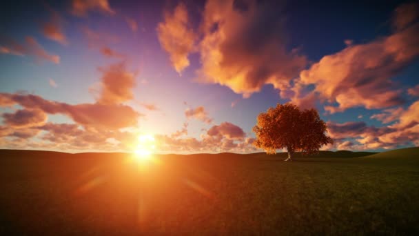 Árvore solitária no prado verde, timelapse nascer do sol — Vídeo de Stock