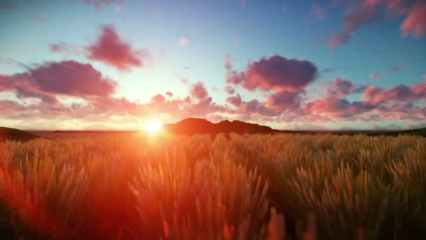 Πεδίο σιτάρι κατά timelapse όμορφο ηλιοβασίλεμα — Αρχείο Βίντεο