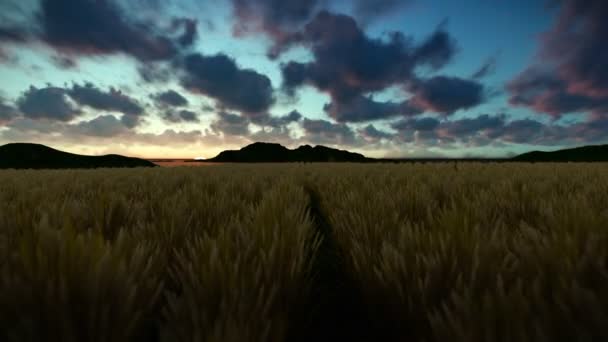 Wheat field against beautiful timelapse sunrise, camera fly — Stock Video