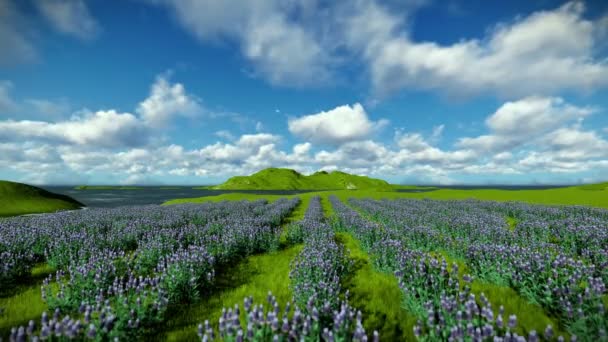 Lavendel Feld gegen schönen Timelapse Wolken — Stockvideo