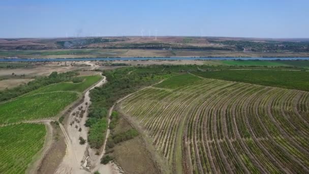 Aerial view of vineyards, Danube river and windmills — Stock Video