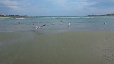 Martılar, Karadeniz üzerinden hava uçuş