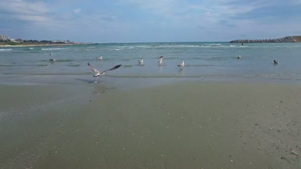 Survol aérien des mouettes à la mer Noire — Video