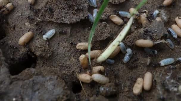 Fourmis Déplaçant Des Œufs Vers Une Nouvelle Ferme Mov — Video