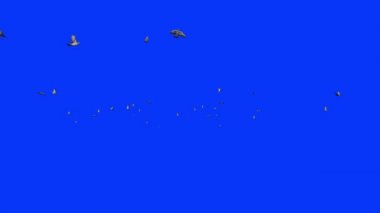 Uçan güvercinler, Mavi Ekran Kromakey