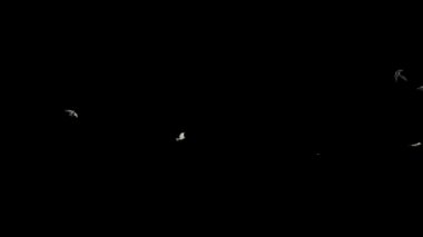 Beyaz güvercinler uçuyor, siyahlara karşı.