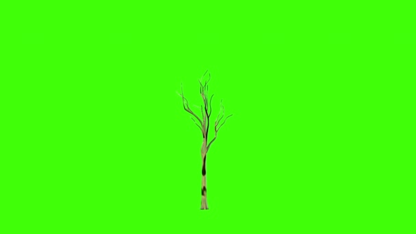 金の木のタイムラプス成長 緑の画面のクロマキー — ストック動画