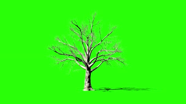Crecimiento Del Timelapse Del Árbol Prunus Pantalla Verde Chromakey — Vídeos de Stock