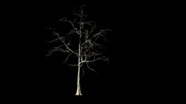 Vrba Strom Čas Roste Proti Černé — Stock video
