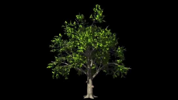 Oak Tree Wind Seamless Loop Luma Matte — Stock Video