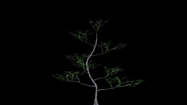 Crecimiento Del Timelapse Del Árbol Pertusa Luma Matte — Vídeos de Stock