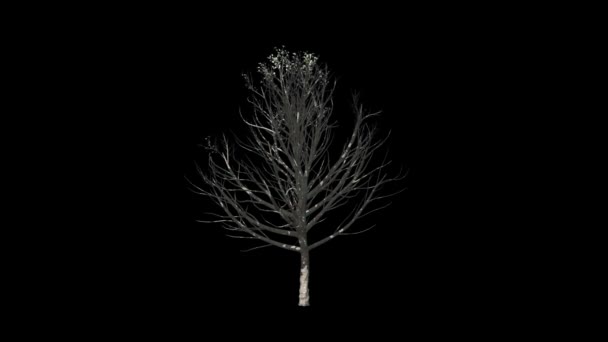 Albero Dei Fiori Crescente Luma Matte — Video Stock