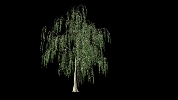 Willow Tree Timelapse Growing Luma Matte — Vídeos de Stock