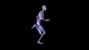 Atletin kusursuz döngüsü, x-ray çizimi, Alfa Kanalı