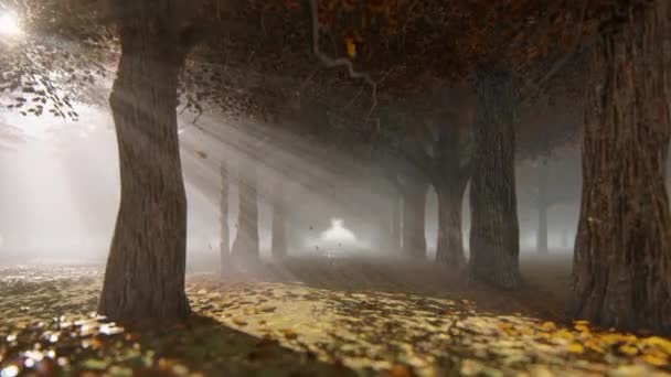 Procházka Podzimní Lesní Stezkou Listí Padající Proti Jasnému Slunci — Stock video