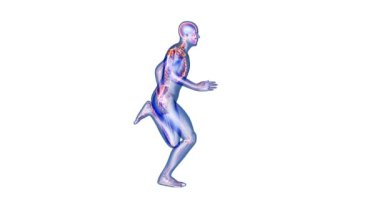 Atlet kusursuz döngü, x-ray görüntüleyici, beyaz arkaplan