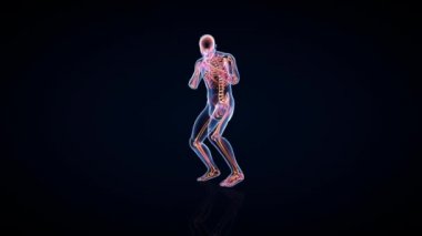 Sporcu X-Ray Boks, Ön Görünüm, Kusursuz Döngü