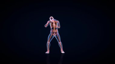 Atlet X-Ray Boks, Kamera Döndürme, Kusursuz Döngü, Luma Matte Eklendi