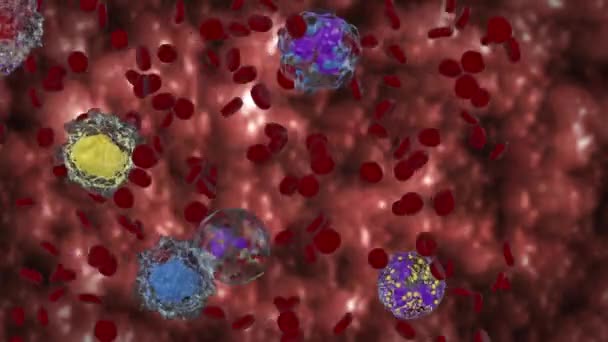 Glóbulos Blancos Rojos Basófilos Eosinófilos Linfocitos Monocitos Neutrofilos — Vídeo de stock