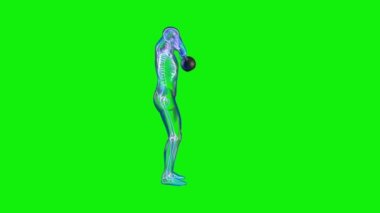 Sporcu X-Ray Egzersiz Kettlebell Yüksek Çekiş, Kusursuz Döngü, Yeşil Ekran Chromakey