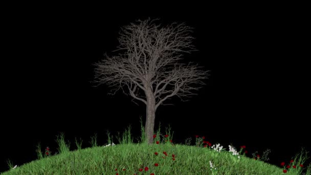 Tree Timelapse Αναπτύσσεται Στρογγυλό Λουλούδι Ανθίζοντας Τομέα Luma Matte Επισυνάπτεται — Αρχείο Βίντεο