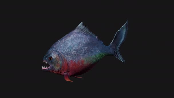 食人鱼游无缝圈 Luma Matte — 图库视频影像