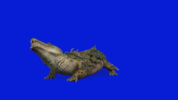 Атака Крокодилів Безшовна Петля Синій Екран Chromakey — стокове відео