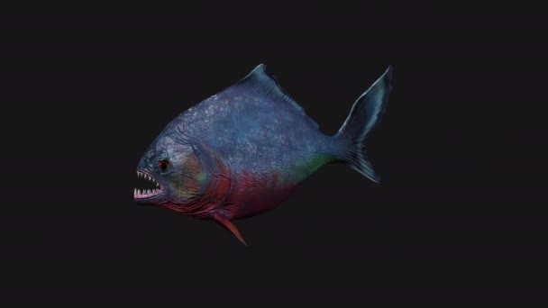 Piranha Fish Swimming Seamless Loop — Stock Video