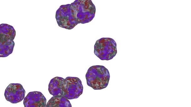 白血球の流れ 好酸球 白に対する — ストック動画