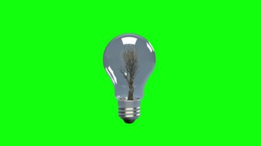 Geleneksel Ampulün İçinde Zaman Büyüyen Ağacın 3 Boyutlu Animasyonu, Yeşil Ekran Chromakey