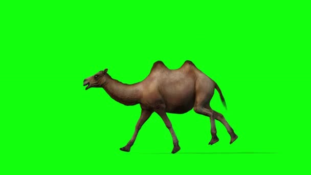 Corrida Camelos Lado Sem Costura Tela Verde Chromakey — Vídeo de Stock