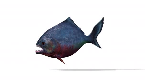 Piranha Fish Swimming Seamless Loop Fundo Branco — Vídeo de Stock