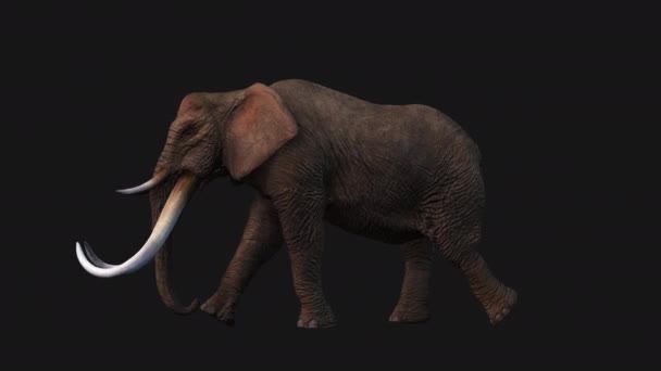 Elephant Walking Zijaanzicht Naadloze Lus Alfa Kanaal — Stockvideo