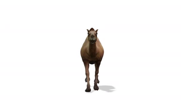 骆驼赛跑 前视图无缝圈 白色背景 — 图库视频影像