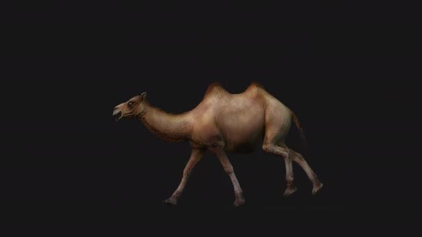 Correr Camello Loop Sin Costuras Con Vista Lateral — Vídeos de Stock