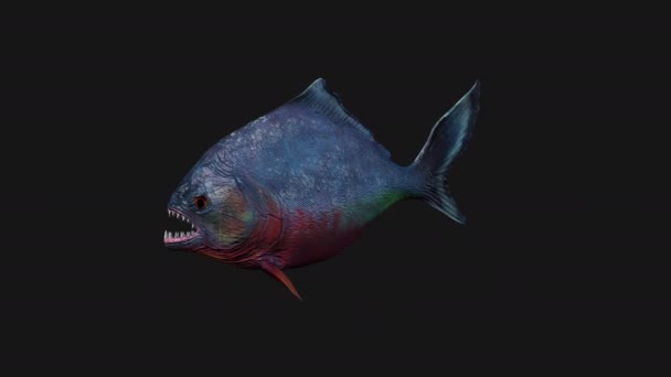 Piranha Pesce Che Nuota Senza Soluzione Continuità Loop Alpha Channel — Video Stock