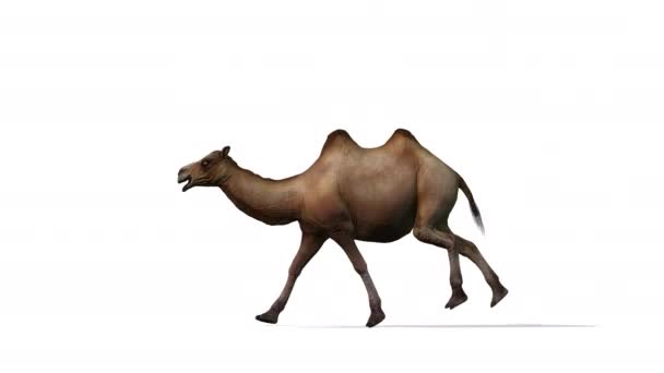 Camel Running Zijaanzicht Naadloze Lus Witte Achtergrond — Stockvideo