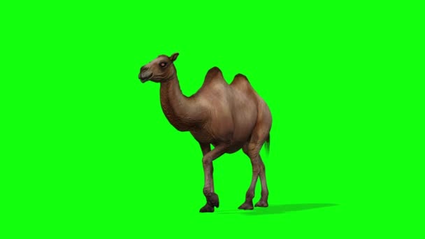 Бегущий Верблюд Хромакей Зеленым Экраном — стоковое видео