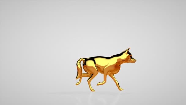 Lobo Dourado Andando Sem Costura Loop Estúdio Branco — Vídeo de Stock