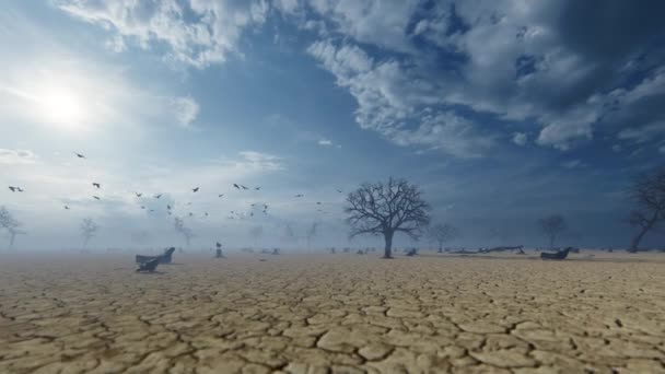 Nahaufnahme Von Krähen Die Über Rissige Erde Und Illegale Abholzung — Stockvideo