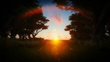 Karanlık orman güzel günbatımına karşı