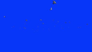 Güvercinler yavaş çekimde uçuyor, Mavi Ekran Kromakey