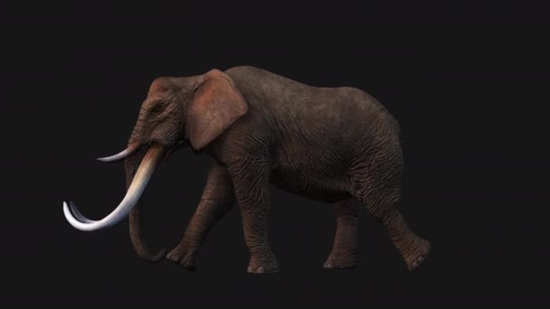 Ходьба Слонів Безшовна Петля — стокове відео