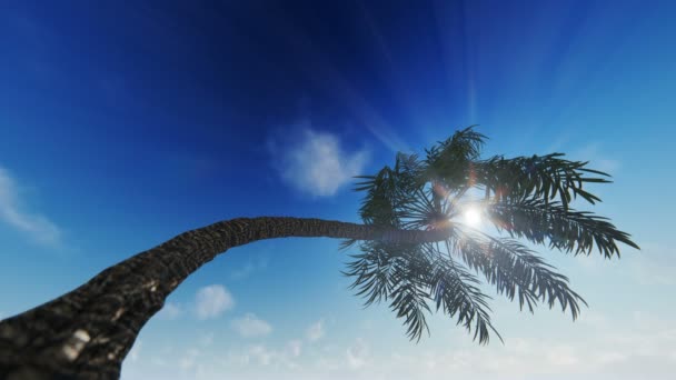 Silueta Palmera Contra Cielo Azul Nubes Timelapse — Vídeo de stock