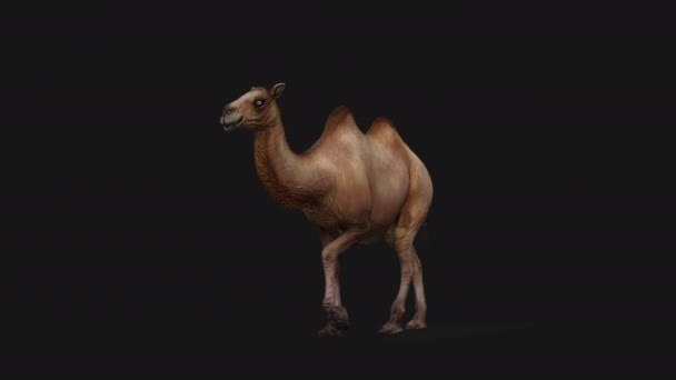 骆驼赛跑无缝圈 — 图库视频影像