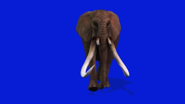 Elephant Walking Vooraanzicht Naadloze Lus Blue Screen Chromakey — Stockvideo