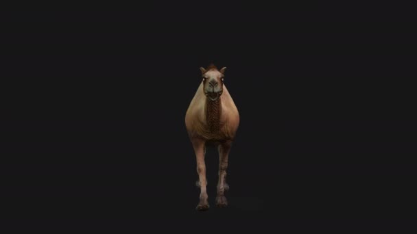 Camel Running Vooraanzicht Naadloze Lus Alpha Channel — Stockvideo