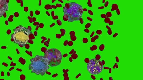 Weiße Und Rote Blutkörperchen Basophile Eosinophile Lymphozyten Monozyten Neutrophilen Green — Stockvideo